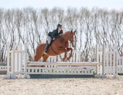 Thoroughbred Cross Mare, View more