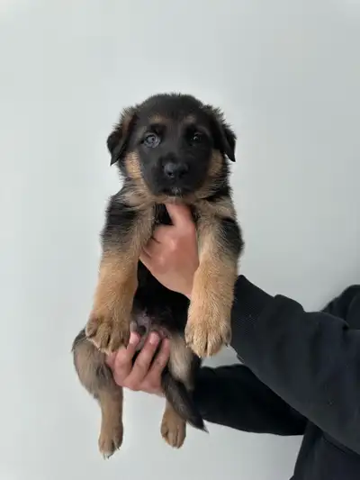 German Shepherd Puppies – Beautiful, Intelligent, and Lo, View more