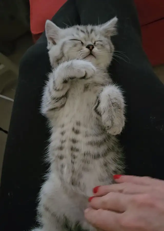 British short hair kitten / long hair in Cats & Kittens for Rehoming in Vancouver - Image 7
