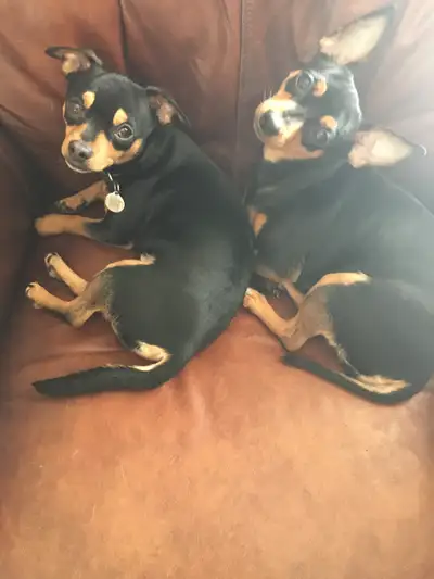 The Last Photo is of Mom & Dad Mom is a Deer Head Chihuahua and the Dad is an Apple Head Chihuahua T...