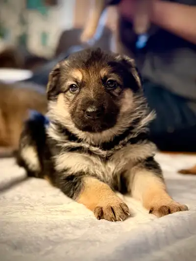 German Shepherd Puppies / Ready April 10 / Family Raised, View more