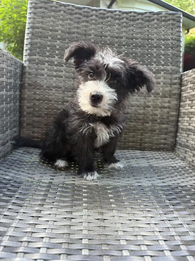 Adorable Toy Size Female Morkie Ready For Pickup❣️ in Dogs & Puppies for Rehoming in City of Toronto - Image 5