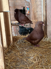 Red Carneau Pigeon pair 