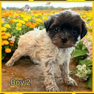 Beautiful , super social and playful puppies. Hypoallergenic. They are 3/4 poodle and 1/4 shih tzu....