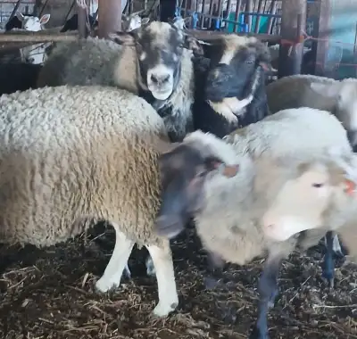 Proven Rams For Sale, View more