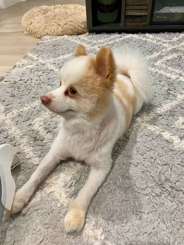 Pomeranian dog in Dogs & Puppies for Rehoming in Saskatoon - Image 2