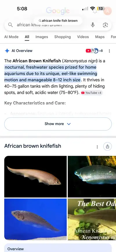 brown African knife fish , View more