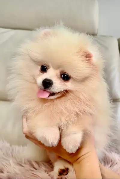 Show Quality Pomeranian Girl,FCI & UKU Pedigree, EU Registered, View more