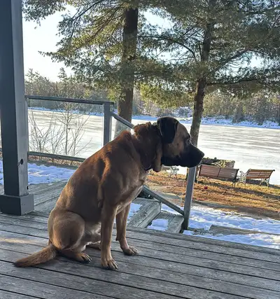 Free to the right home. I'm offering a fully trained 3 year old African Boerboel, professionally tra...