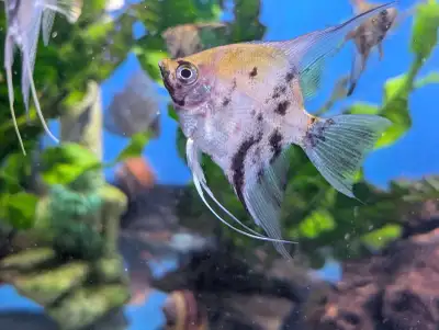 Assorted Marble Angelfish - Tropical Aquarium Fish , View more