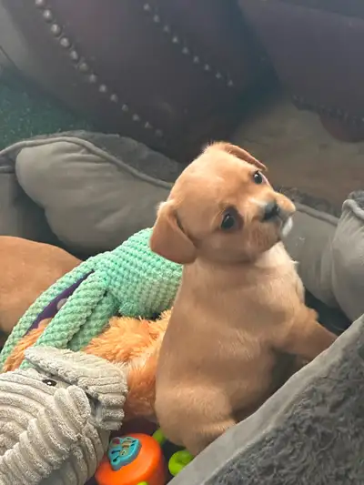 Frenchie Cavalier cross available one female cream Merle available you can reach me on my cell at 60...