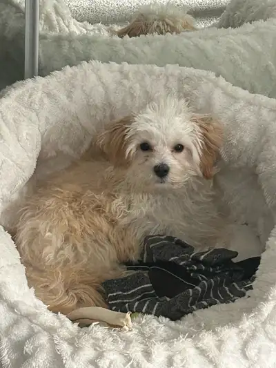 5 mos Maltipoo puppy, View more