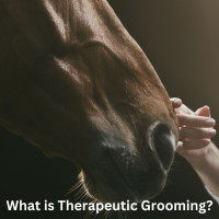 Therapeutic Horse Grooming