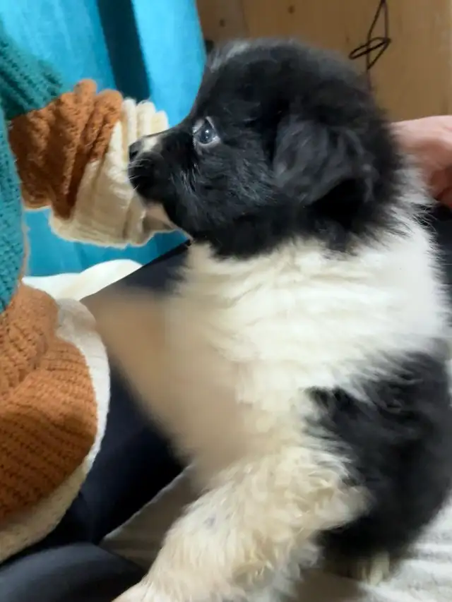 berger australien mâle in Dogs & Puppies for Rehoming in Laurentides - Image 3