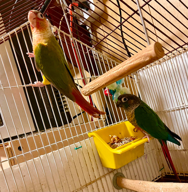 Prolific breeding pair in Birds for Rehoming in St. Albert - Image 3