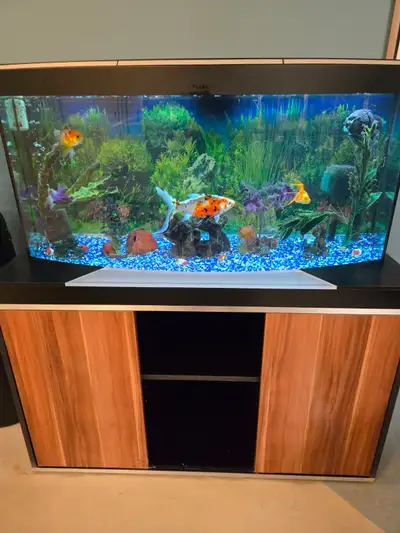 Bow Front Aquarium & Accessories, View more