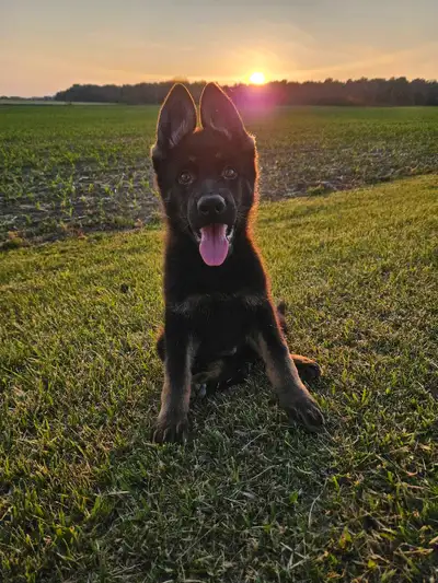 CKC-Reg German Shepherd male pup  Ready to Go, View more