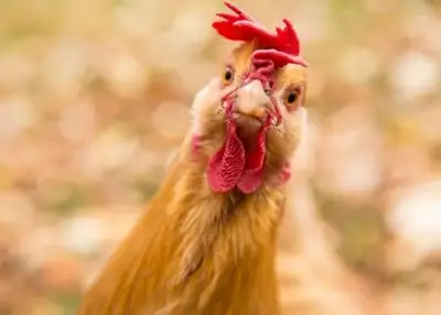 Free chickens, call or text me for more info 705 492 9628