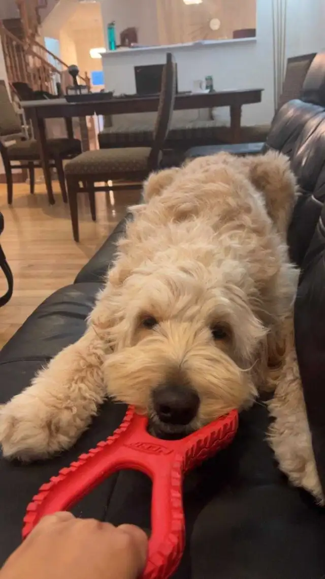2 Dogs / Pets for Sale. Golden Doodle and Toy poodle in Dogs & Puppies for Rehoming in Ottawa - Image 11