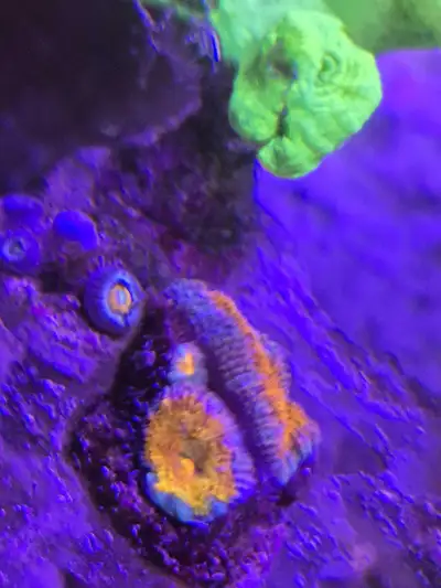 Orange Acan Coral Frag Saltwater Reef, View more