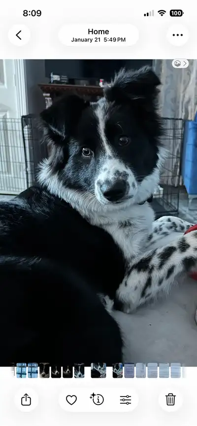 Border Collie/Karelian Bear Dog, View more