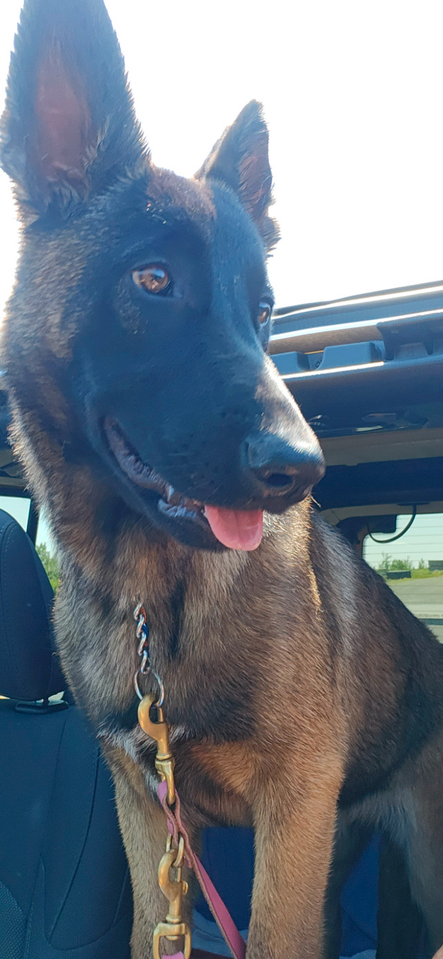 F ,  Berger Malinois dans Chiens et chiots à adopter  à Ville de Québec