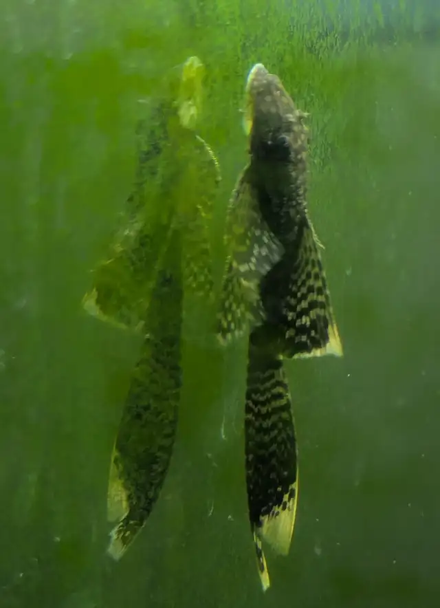 Longfin bristlenose pleco $10 in Fish for Rehoming in Calgary - Image 3