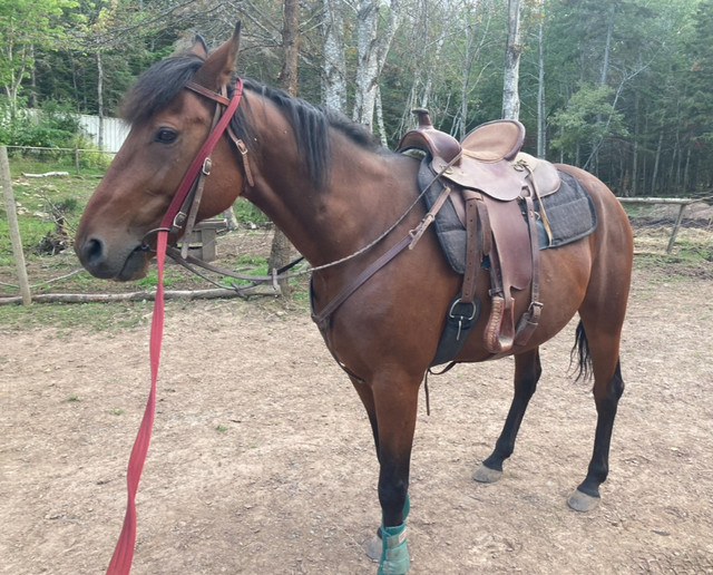 Western saddles in Equestrian & Livestock Accessories in New Glasgow - Image 3
