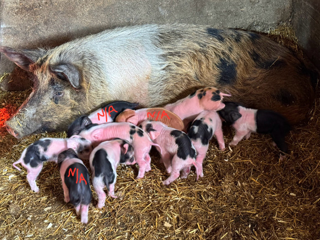 Piglets For Sale in Livestock in Portage la Prairie