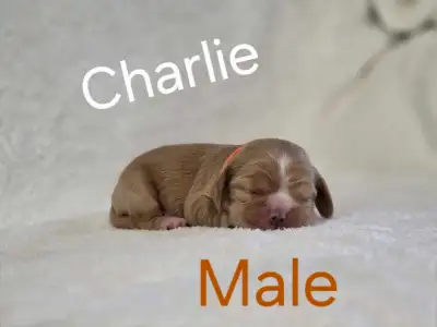 Purebred American Cocker Spaniel Puppies for sale!, View more