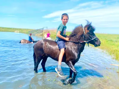 All Around Pony Gelding - 9yrs - Video!, View more