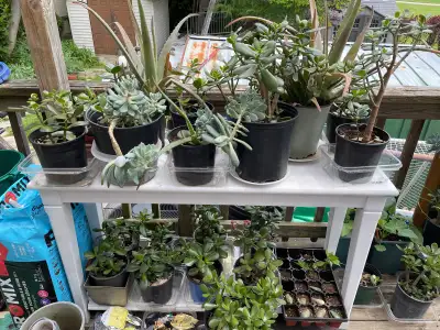 Plant sale , View more