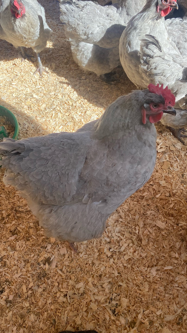 Lavender Orpington Hens in Small Animals for Rehoming in North Bay