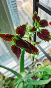 Tall Potted Coleus 