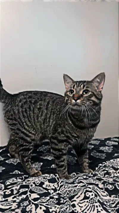 2 kittens for free ‍⬛ , View more