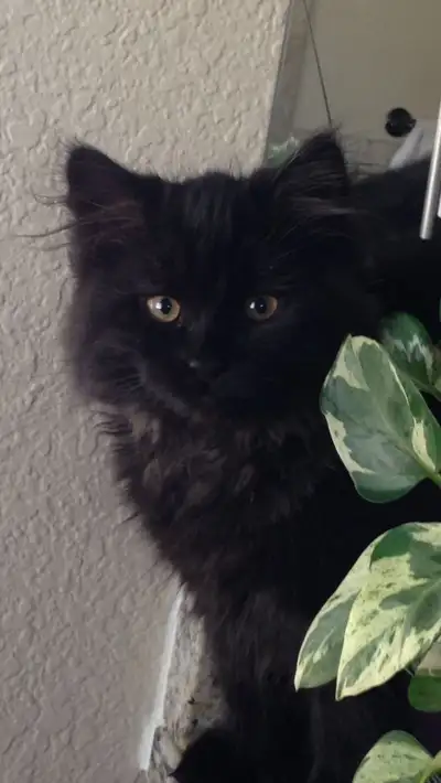 Beautiful Siberian Kittens Ready Now!, View more