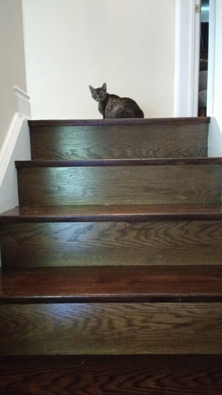 CAT VISITS & CAT SITTER - Richmond Hill, Oak Ridges, Thornhill in Cats & Kittens for Rehoming in Markham / York Region - Image 4