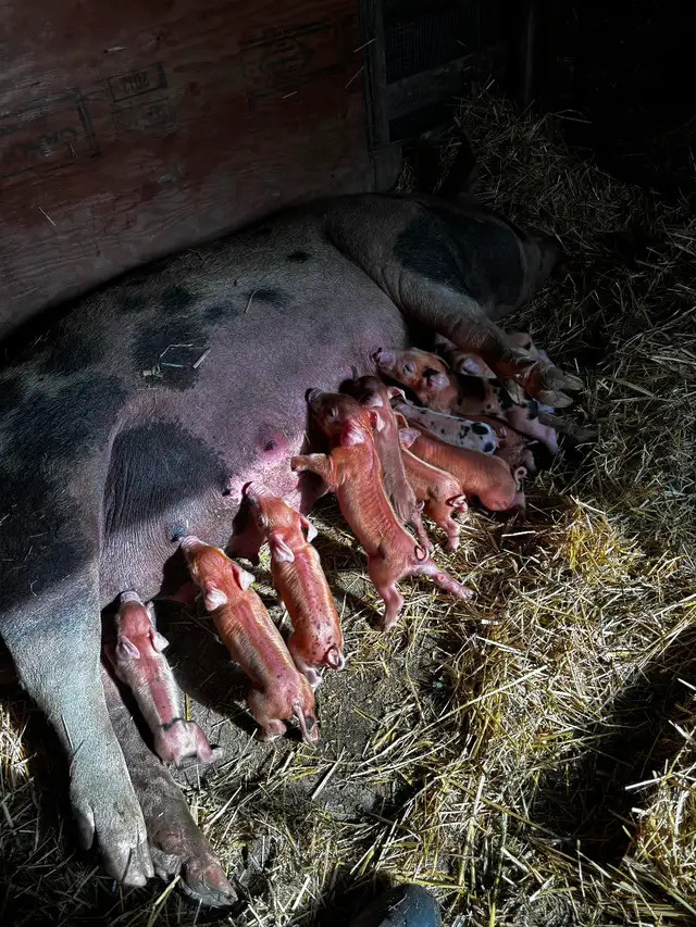 Berkshire/Tamworth cross Duroc pigs in Livestock in Terrace - Image 5