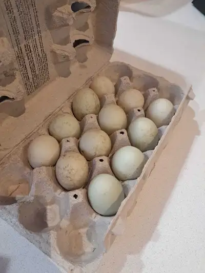 One dozen call duck eggs. My female birds are white and mallard color. Male is white. (They are not...