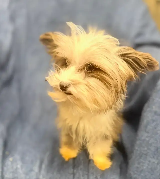 Yorkie poodle puppies in Dogs & Puppies for Rehoming in Calgary - Image 4