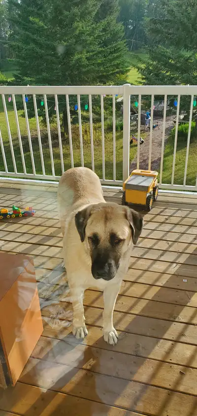 beautiful shepherd cross female, View more