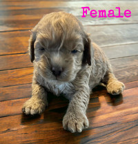 Cockapoo Puppies Available Mid May