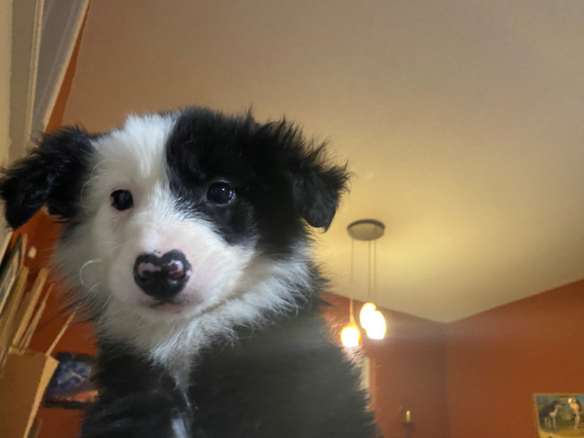 Adorable border collie puppies in Dogs & Puppies for Rehoming in Ottawa - Image 4