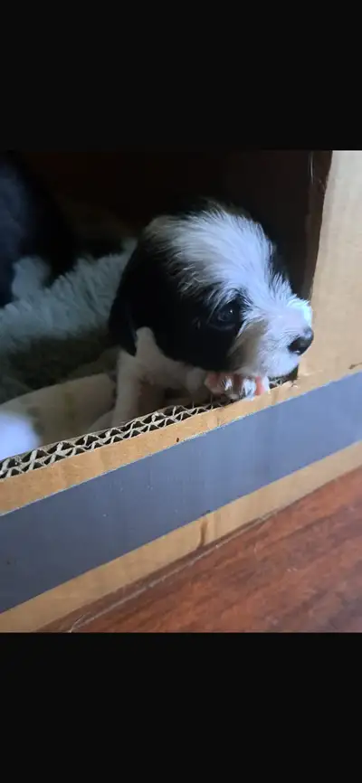 5 Beautiful puppies , View more