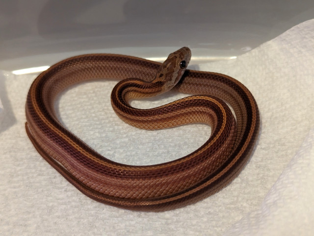Stripe Cornsnake in Reptiles & Amphibians for Rehoming in Comox / Courtenay / Cumberland