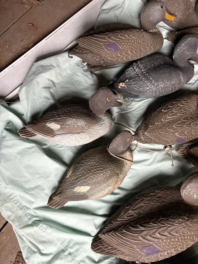 Duck Decoys in Fishing, Camping & Outdoors in Hamilton - Image 8