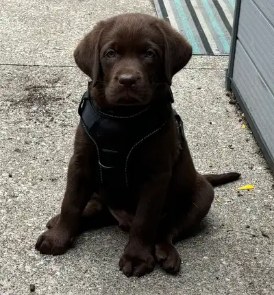 CKC Registered Lab Puppies, View more