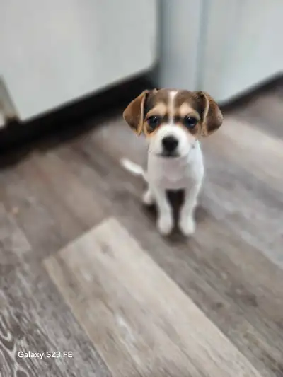 Beautiful female jack russell, View more