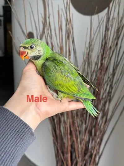handtame moustache Parakeet babies, View more