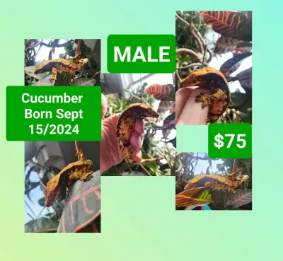 Adult Male Crested Geckos, View more